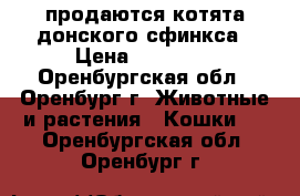продаются котята донского сфинкса › Цена ­ 15 000 - Оренбургская обл., Оренбург г. Животные и растения » Кошки   . Оренбургская обл.,Оренбург г.